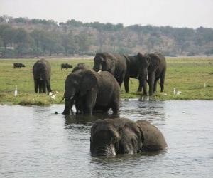 пазл Группа слонов в пруду в саванне